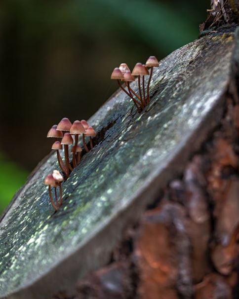 Are Boxelder Bugs Harmful? Everything You Need to Know